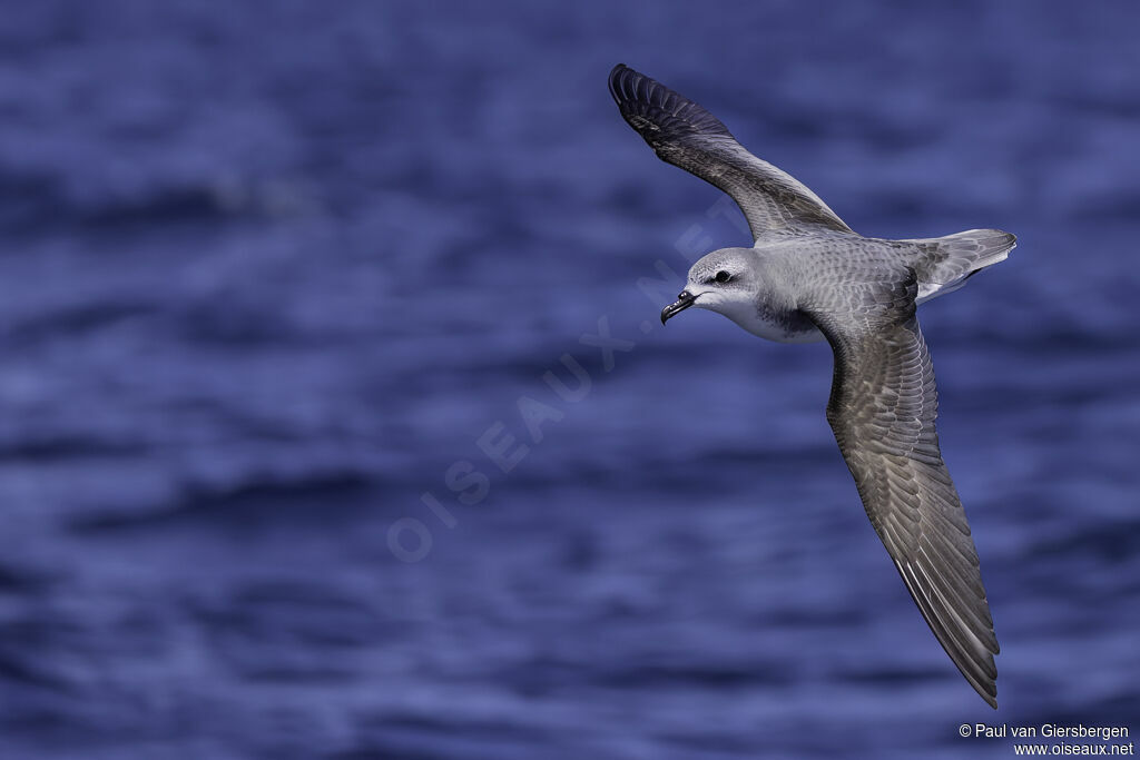 Cook's Petreladult