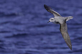 Cook's Petrel