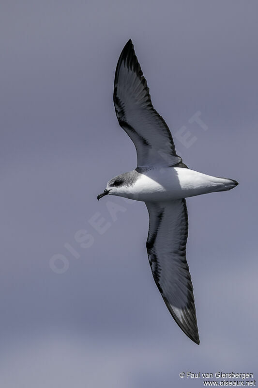 Cook's Petreladult