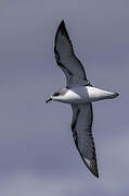 Cook's Petrel