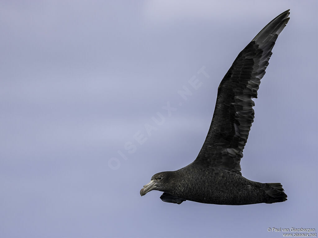 Northern Giant Petreladult