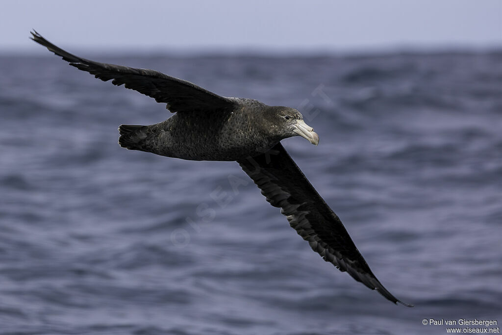 Northern Giant Petreladult