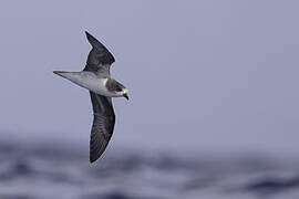 Zino's Petrel