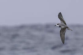 Pycroft's Petrel