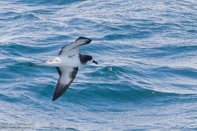 Galapagos Petreladult