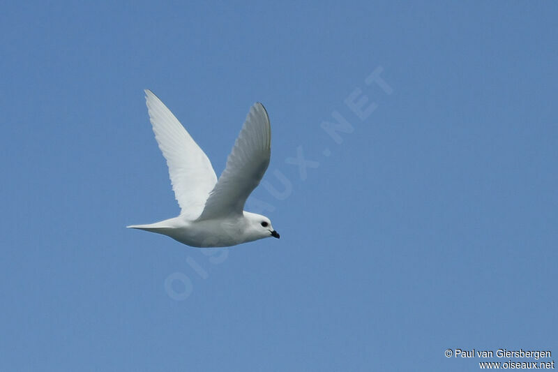 Snow Petrel