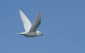 Snow Petrel