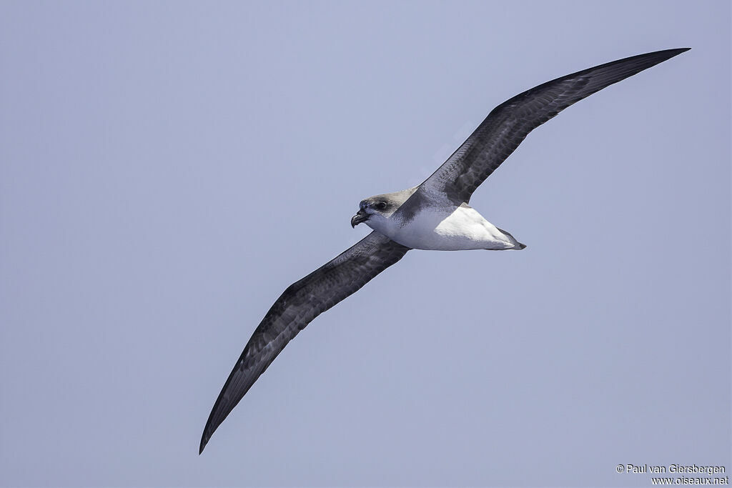 Desertas Petreladult