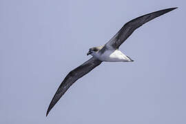 Desertas Petrel