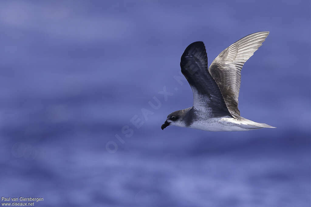 Desertas Petreladult, identification