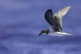 Desertas Petrel