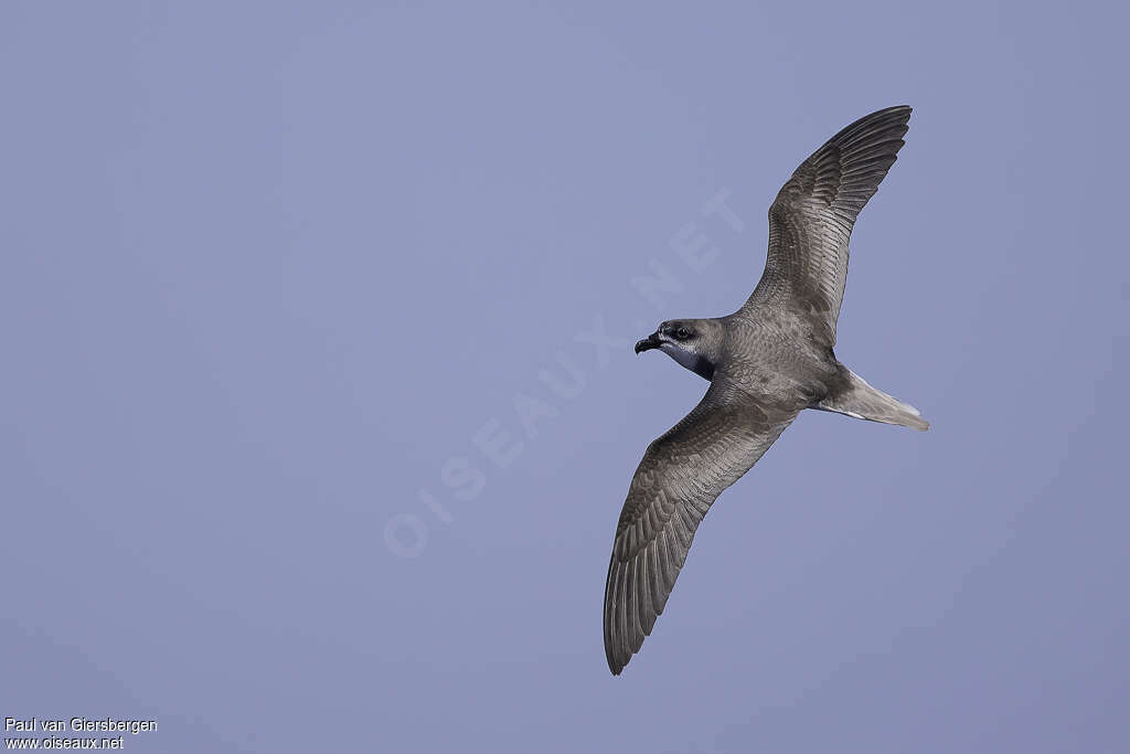 Desertas Petreladult, pigmentation