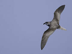 Desertas Petrel