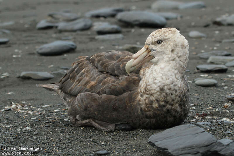 Southern Giant Petreladult, close-up portrait