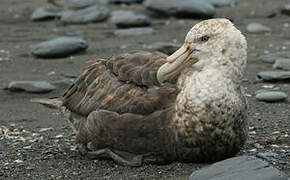 Southern Giant Petrel