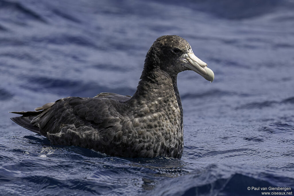 Southern Giant Petreladult