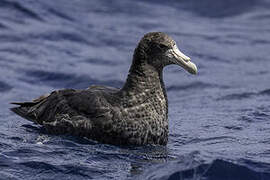 Southern Giant Petrel