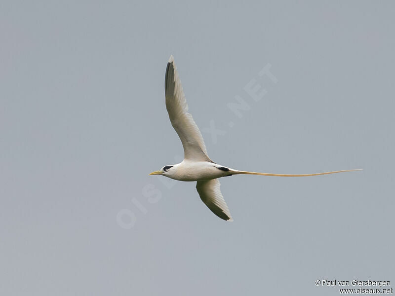 White-tailed Tropicbird