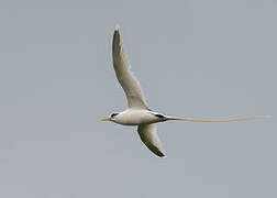 White-tailed Tropicbird