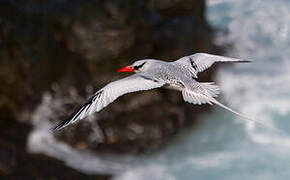 Red-billed Tropicbird