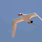 Red-tailed Tropicbird