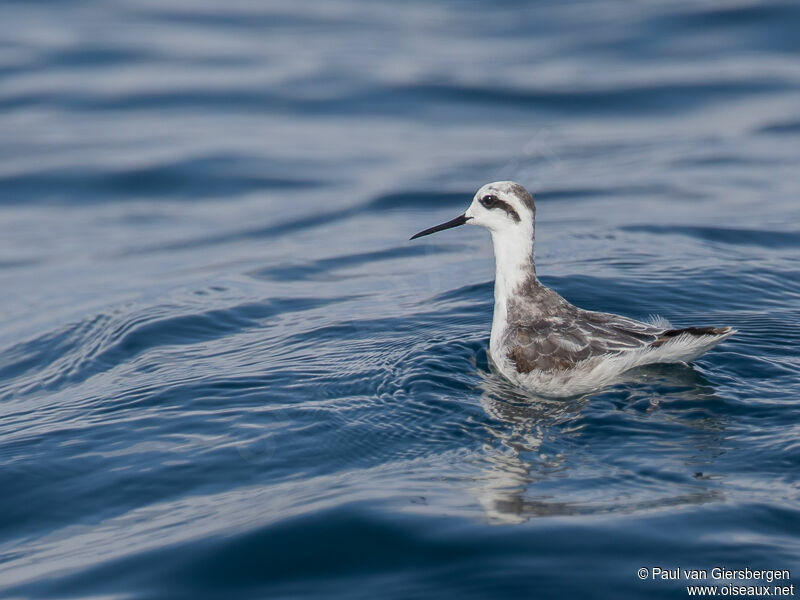 Phalarope à bec étroit