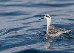 Phalarope à bec étroit