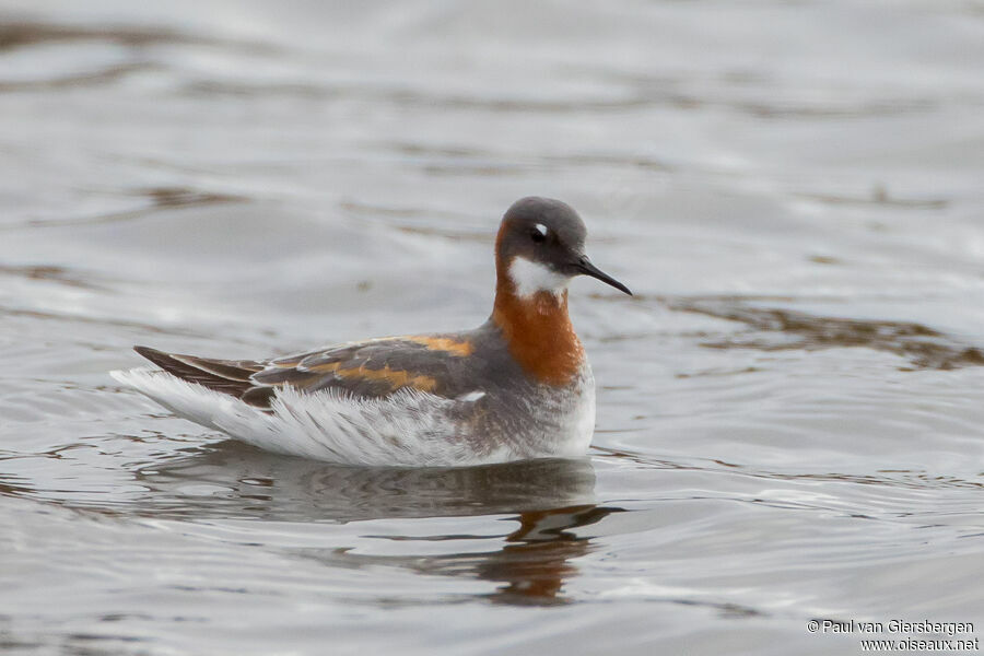 Phalarope à bec étroitadulte