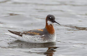 Red-necked Phalarope