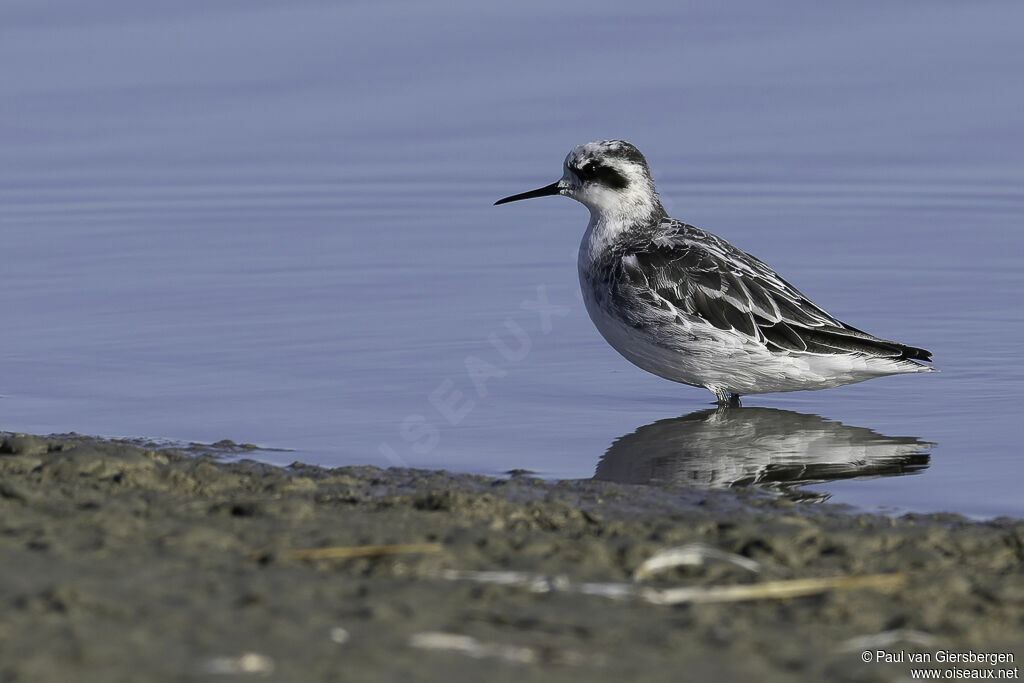 Phalarope à bec étroitadulte internuptial