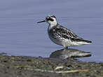 Phalarope à bec étroit