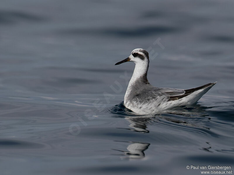 Red Phalarope