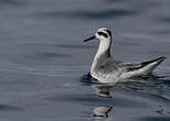 Phalarope à bec large