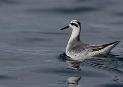 Red Phalarope