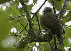 White-eared Brown Dove