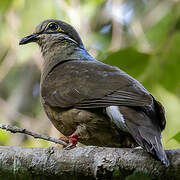 White-eared Brown Dove