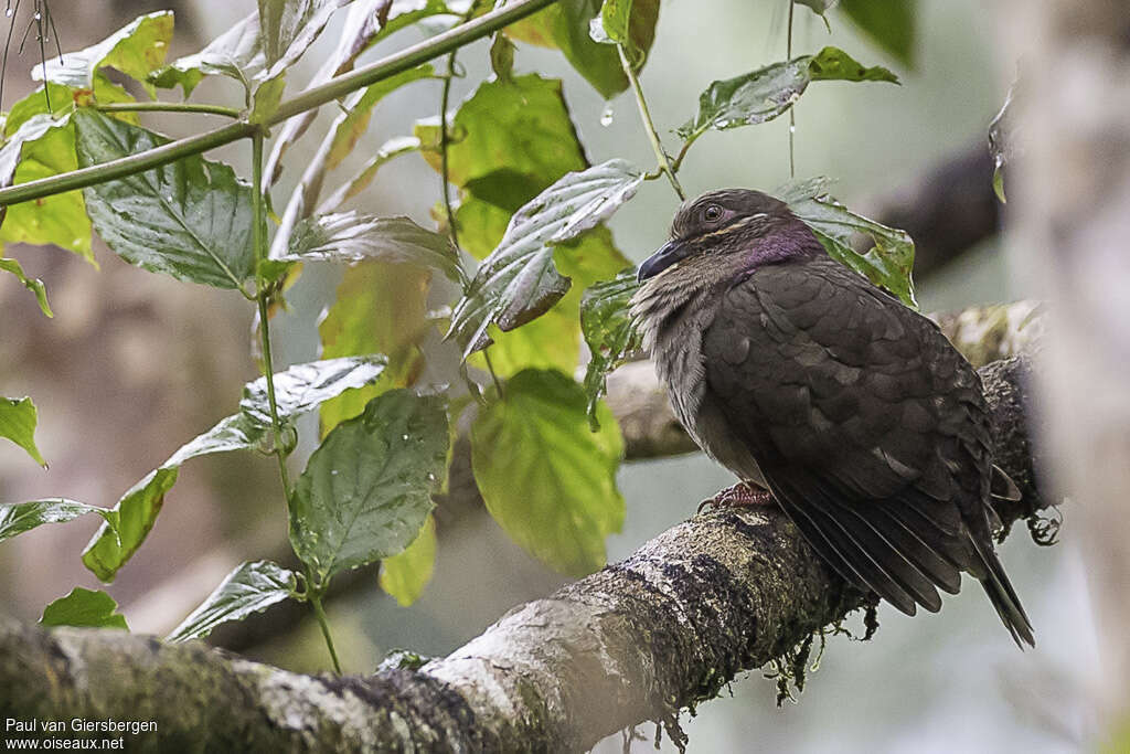 Amethyst Brown Doveadult