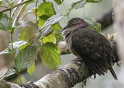 Amethyst Brown Dove