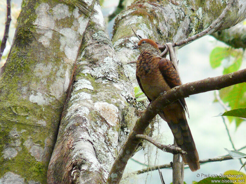 Little Cuckoo-Dove