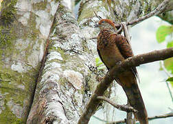 Little Cuckoo-Dove