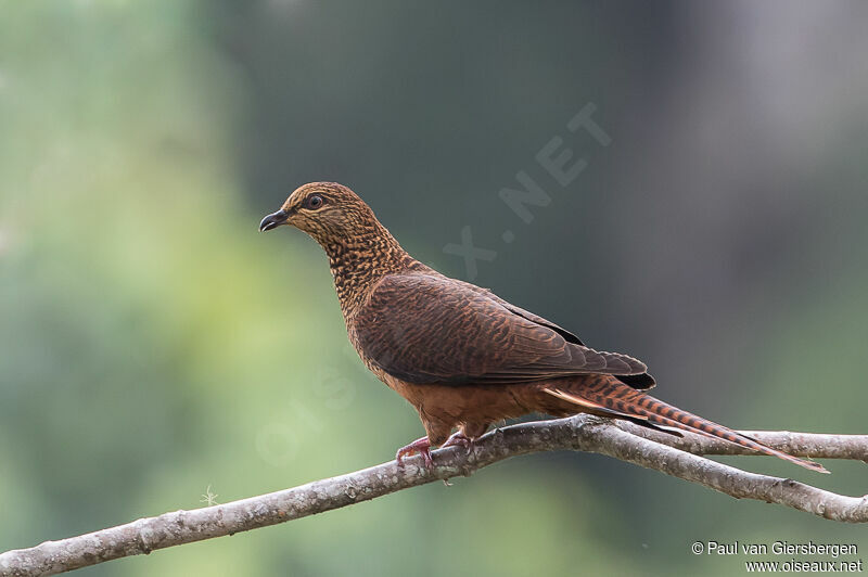 Bar-tailed Cuckoo-Doveadult