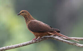 Bar-tailed Cuckoo-Dove