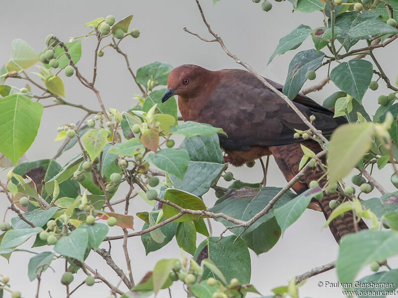 Bar-tailed Cuckoo-Dove