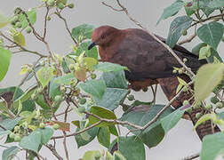 Bar-tailed Cuckoo-Dove