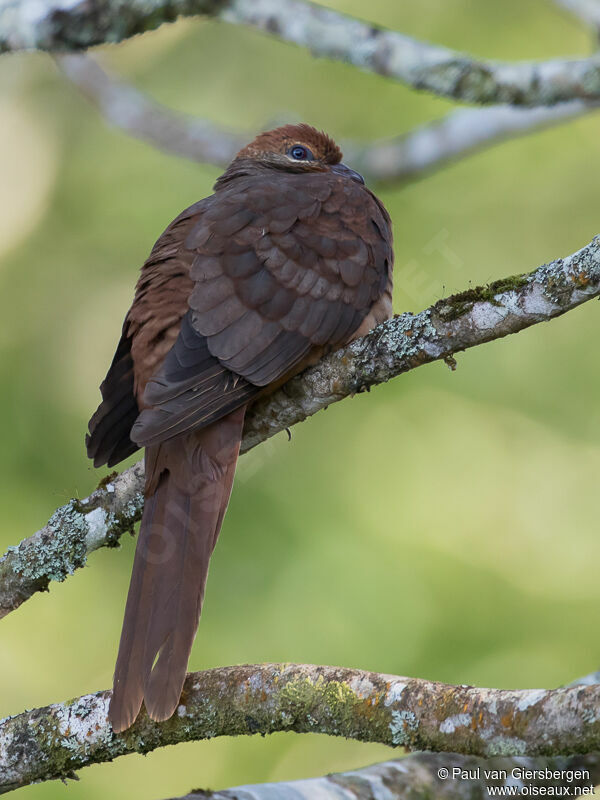 Brown Cuckoo-Doveadult