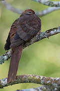 Brown Cuckoo-Dove