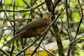 Spot-breasted Cuckoo-Dove