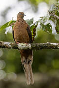 Spot-breasted Cuckoo-Dove