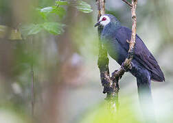 White-faced Cuckoo-Dove