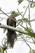 Andaman Cuckoo-Dove